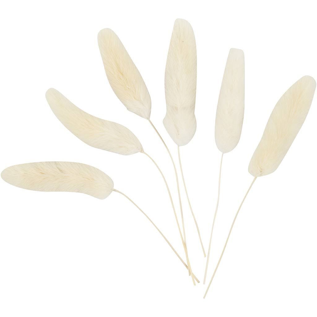 Koristeheinä Jänönhäntä, 3-7cm, 6kpl