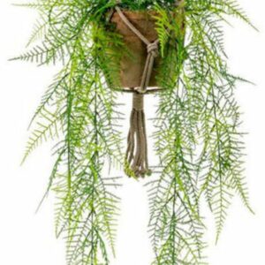 Asparagus Plumosus juuttinaruamppelissa 80 cm