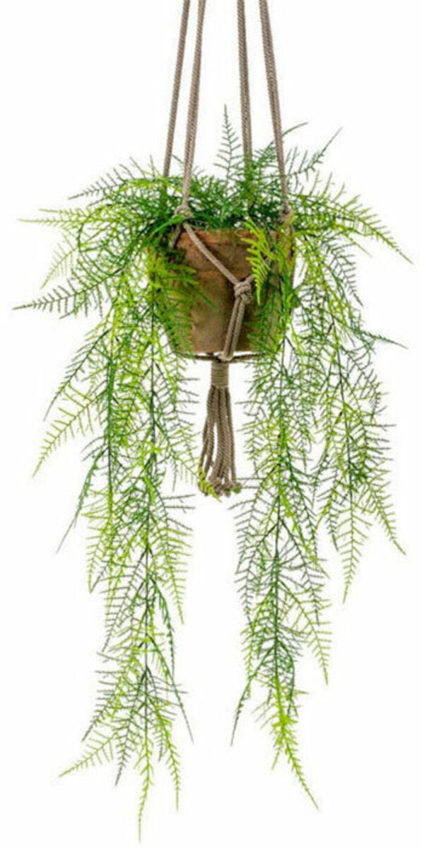 Asparagus Plumosus juuttinaruamppelissa 80 cm