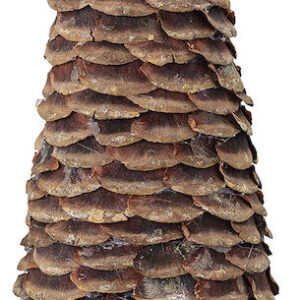 Bloomingville Otu koristepuu 10x40 cm ruskea
