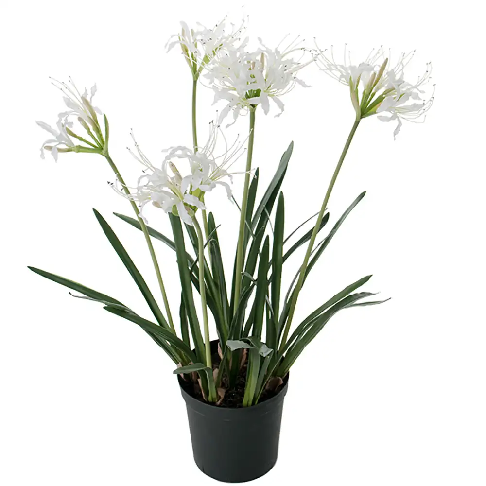 Mr Plant, Nerine Huonekasvi 80 cm Valkoinen