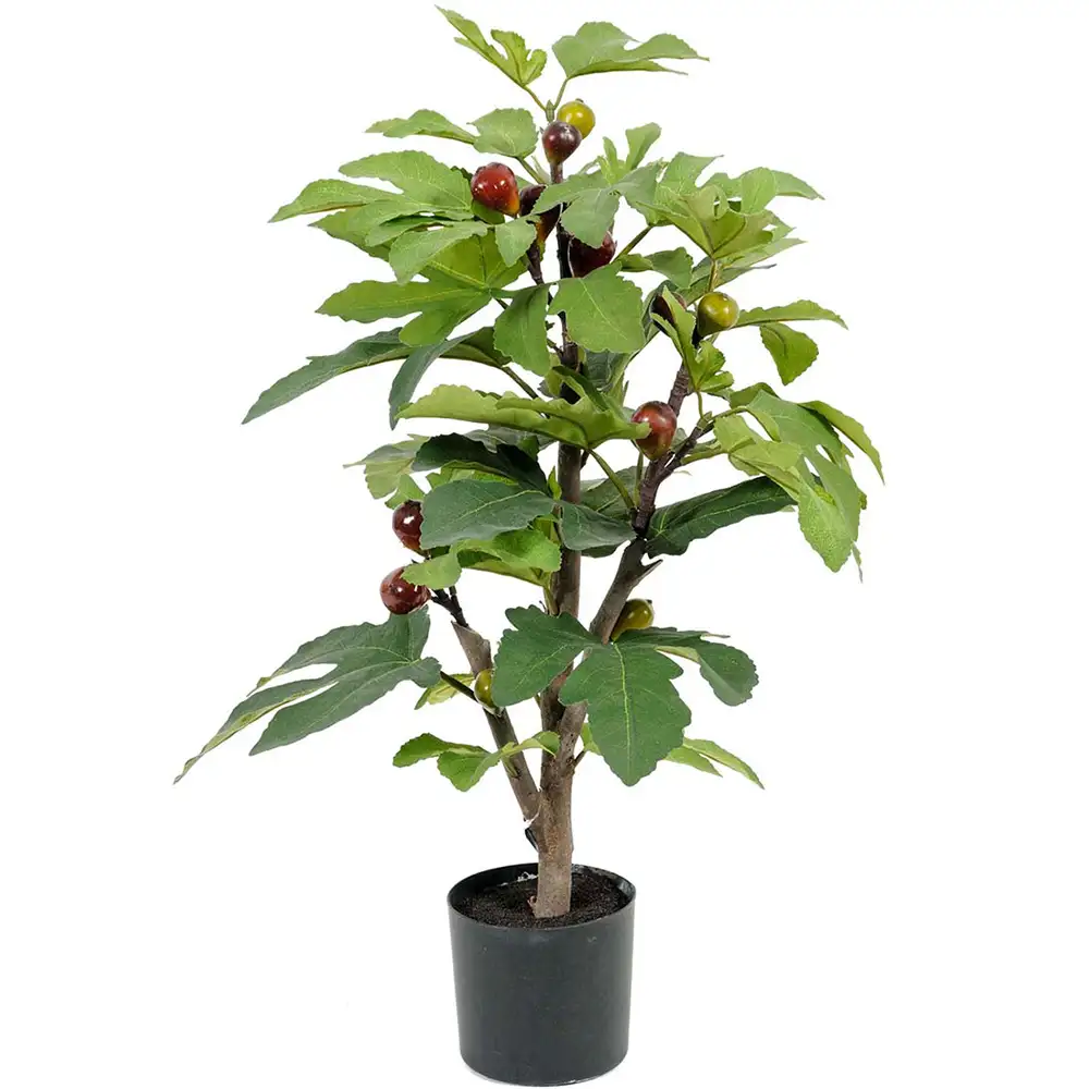 Mr Plant, Viikunapuu 65 cm