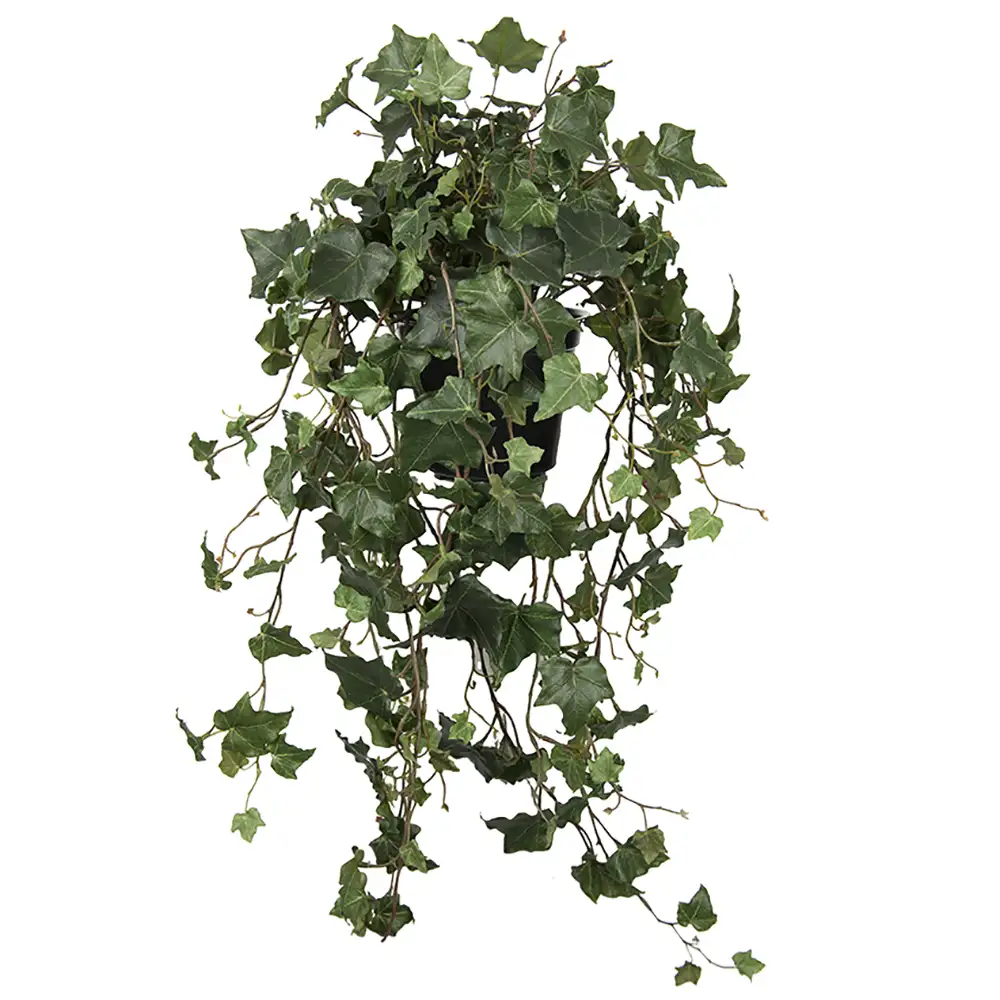 Mr Plant, Muratti 75 cm