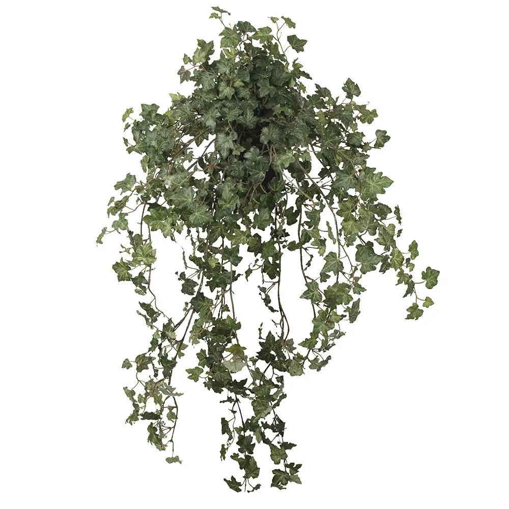 Mr Plant, Muratti 85 cm