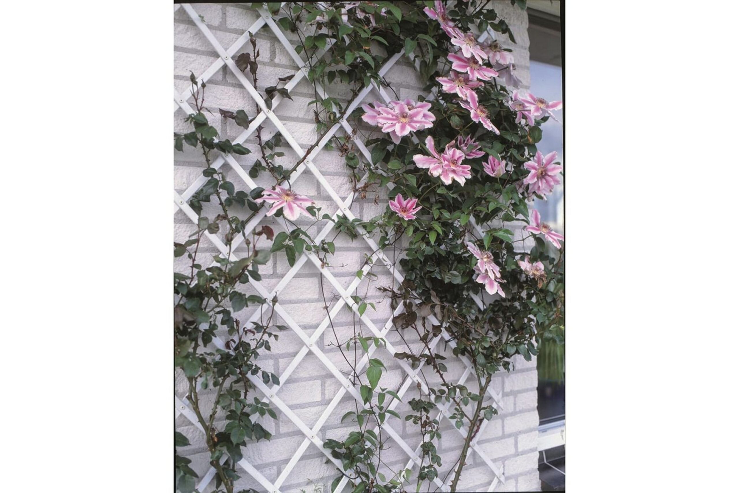 Nature Puutarhasäleikkö 50x150 cm PVC Valkoinen 6040701 - Valkoinen