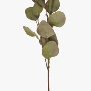 Eucalyptus big oksa vihreä