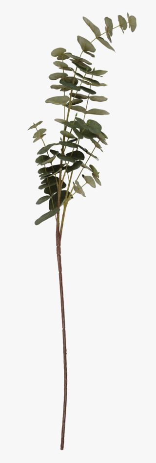 Eucalyptus oksa vihreä
