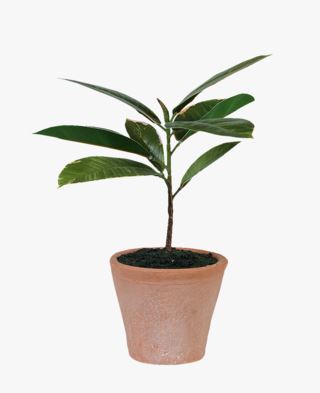 Rubber tree viherkasvi vihreä