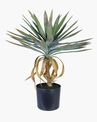 Yucca gloriosa large viherkasvi vihreä