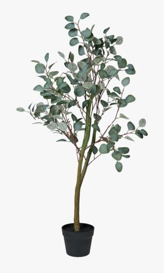 Eucalyptus tree viherkasvi vihreä