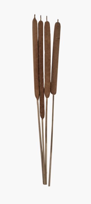 Cattail kukkakimppu luonnonväri