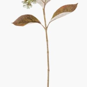 Hortensia kukka vihreä