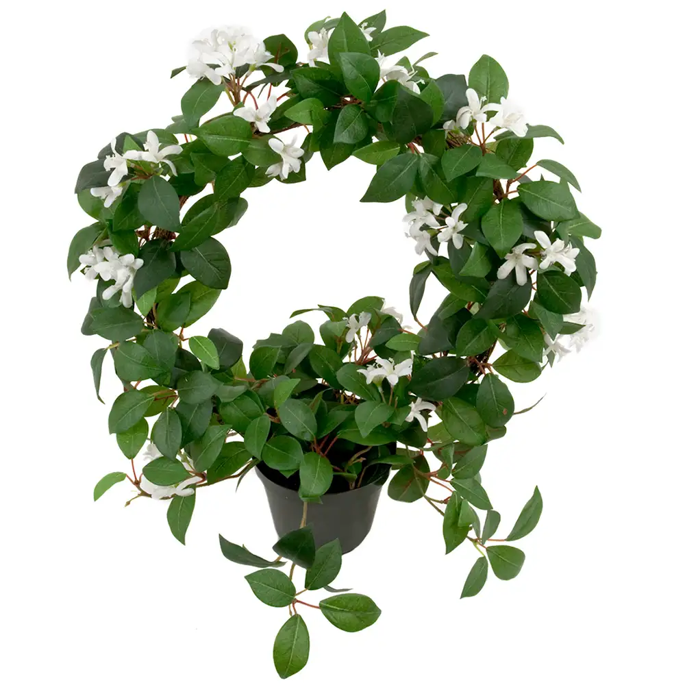 Mr Plant, Jasmiini Huonekasvi 45 cm Valkoinen
