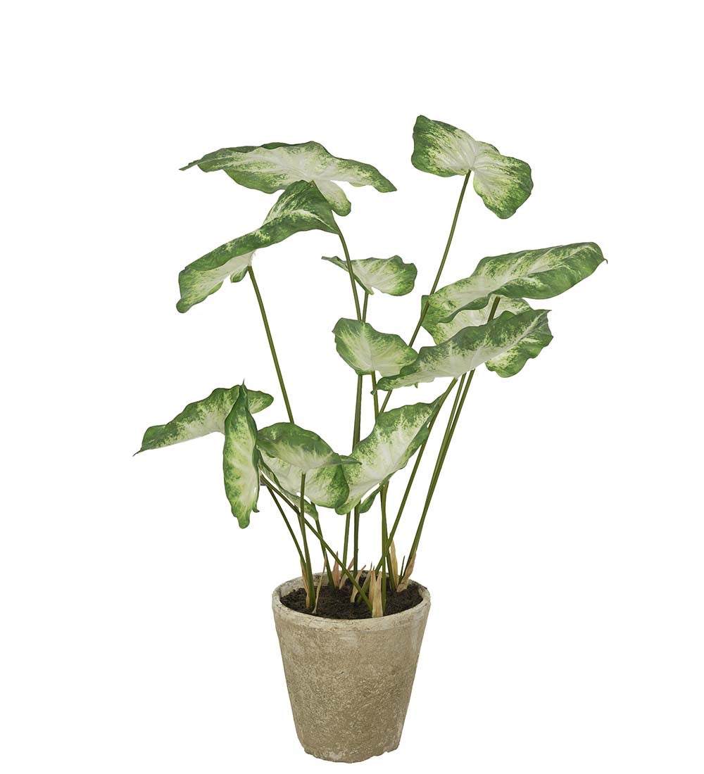 Mr Plant, Caladium Huonekasvi 80 cm