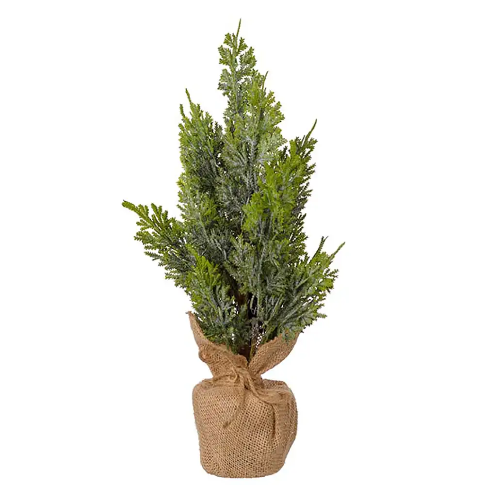 Mr Plant, Sypressi ruukussa 40 cm