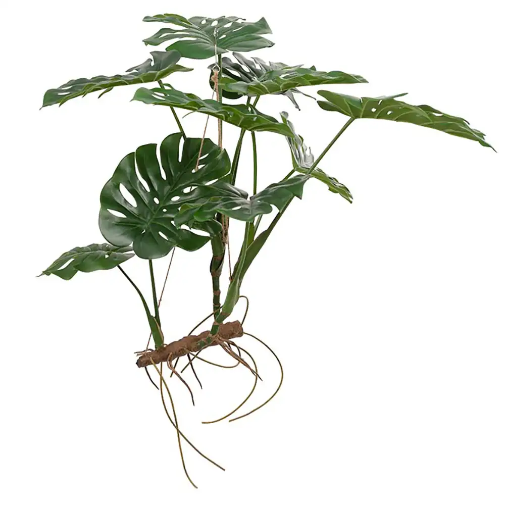 Mr Plant, Monstera 70 cm