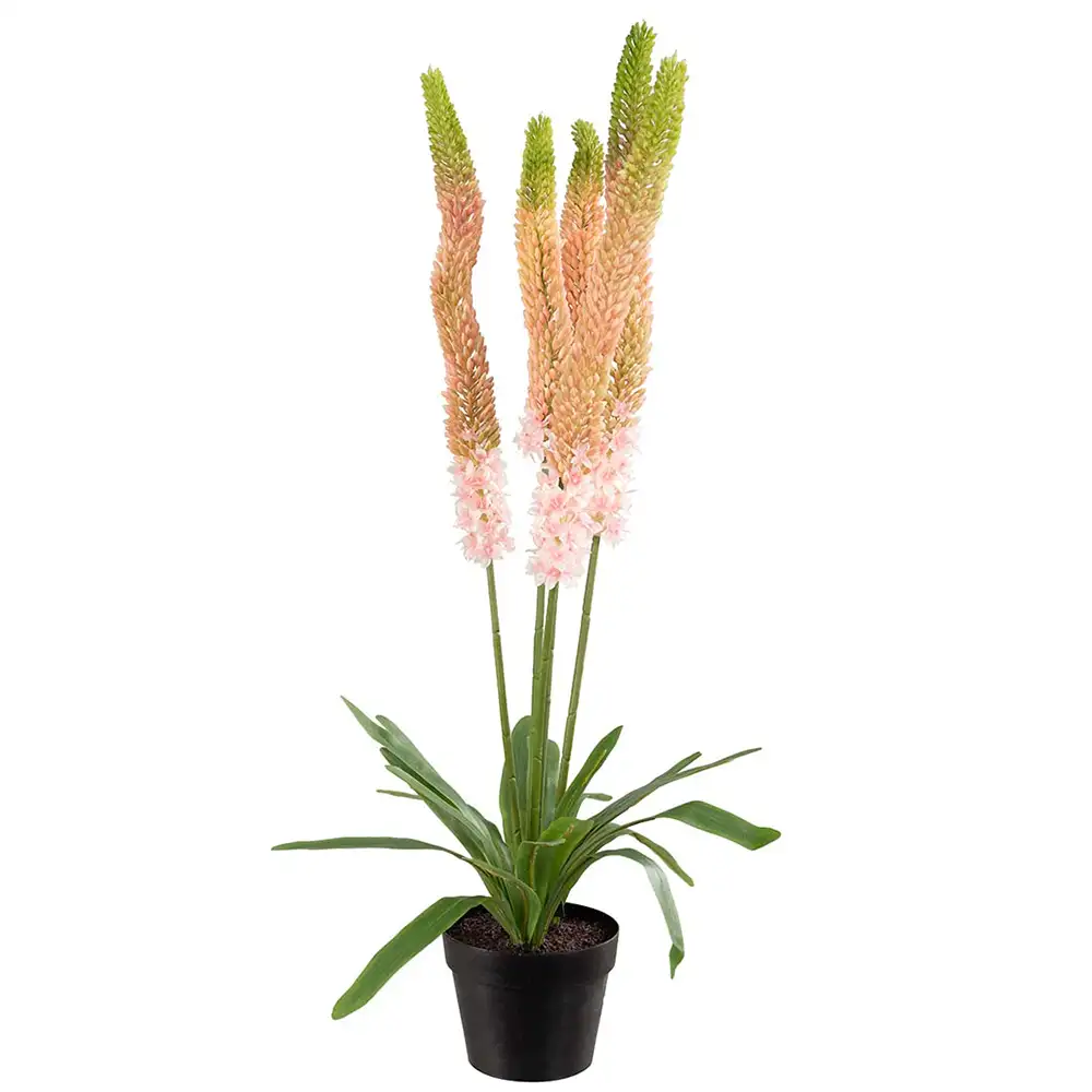 Mr Plant, Aroliilia Huonekasvi 95 cm Vaaleanpunainen