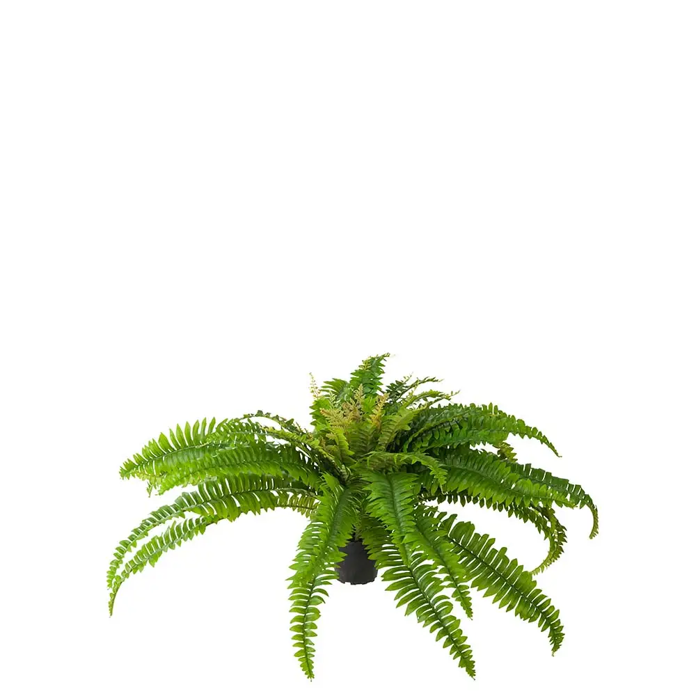 Mr Plant, Saniainen 40 cm