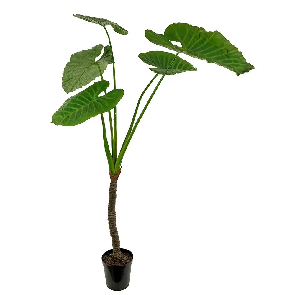 Mr Plant, Alocasia Puu 220 cm