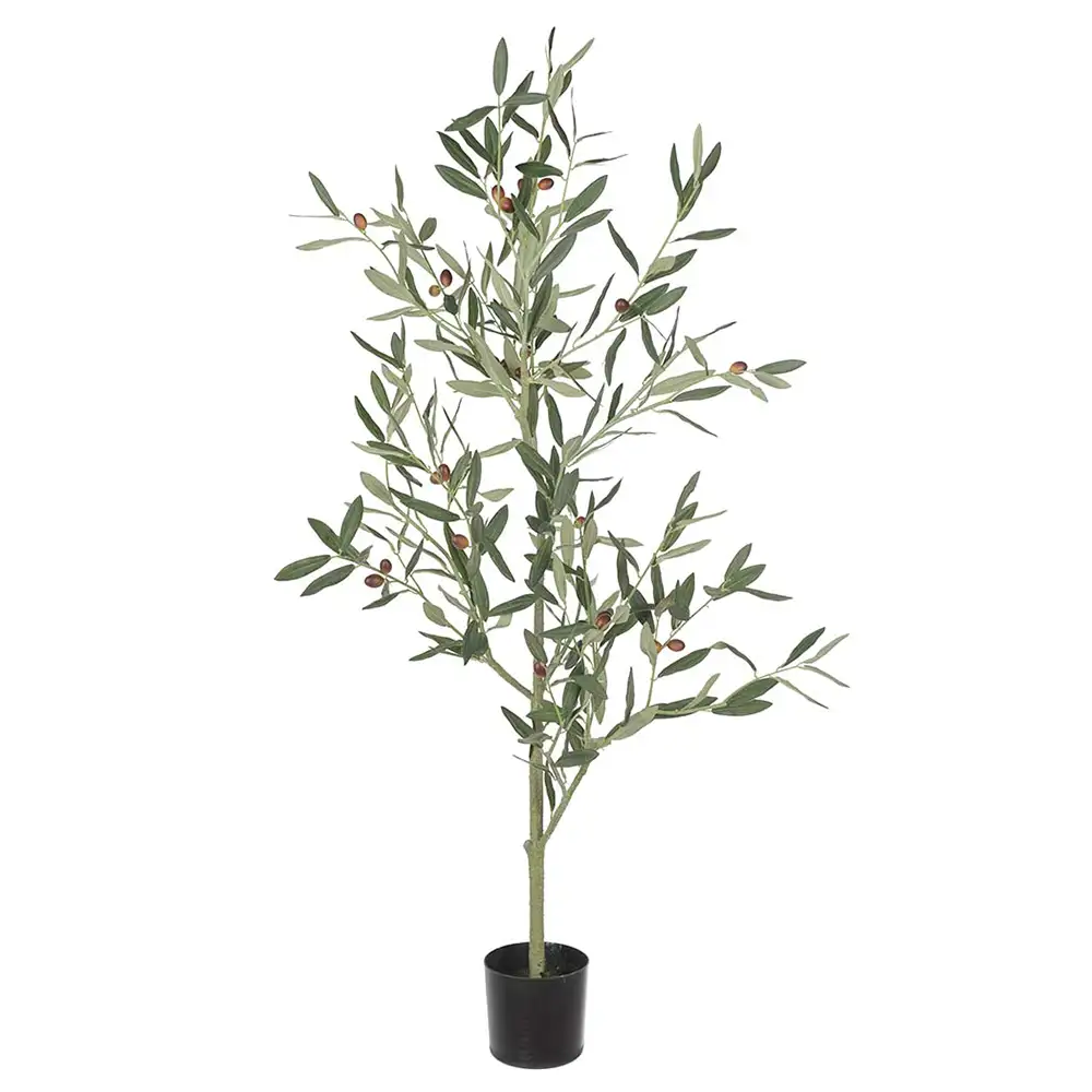 Mr Plant, Oliivipuu 120 cm