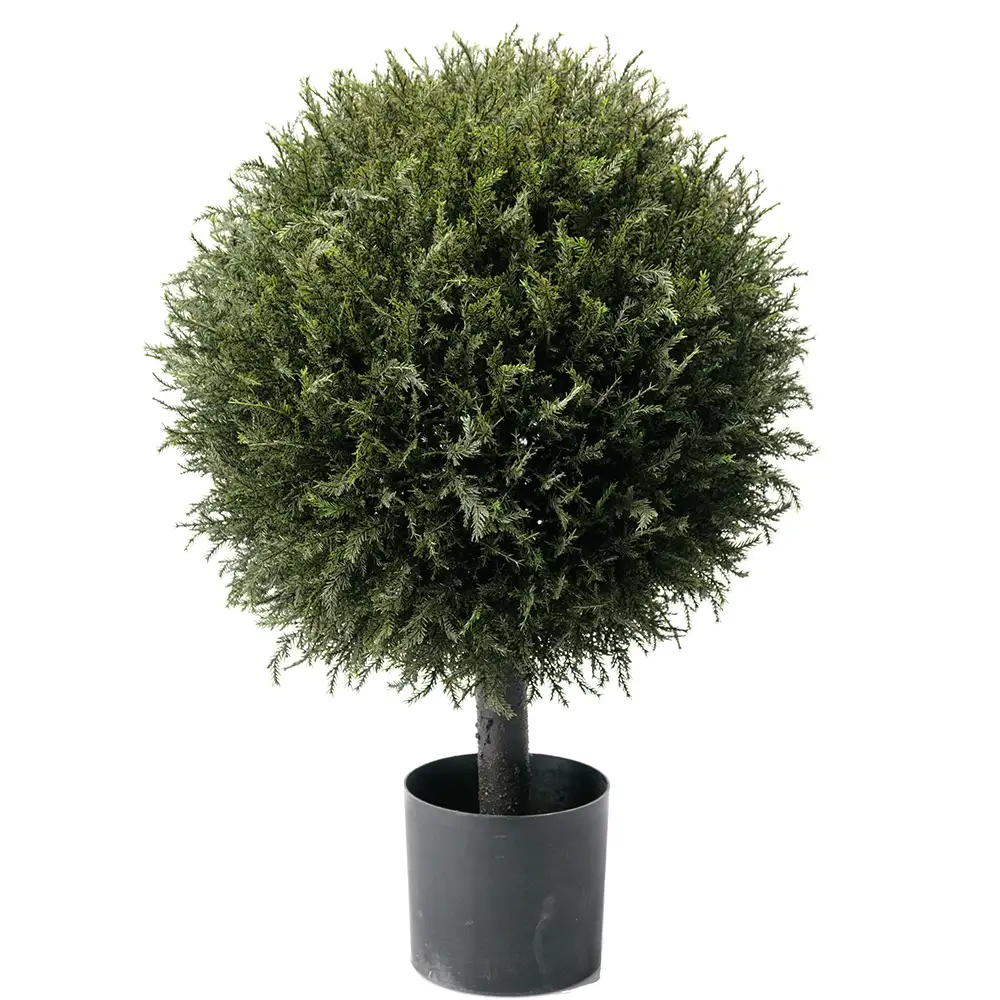Mr Plant, Kuusipuu 70 cm