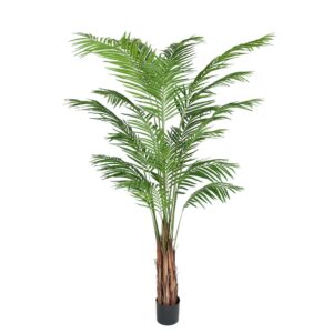 Mr Plant, Arecapalmu 210 cm