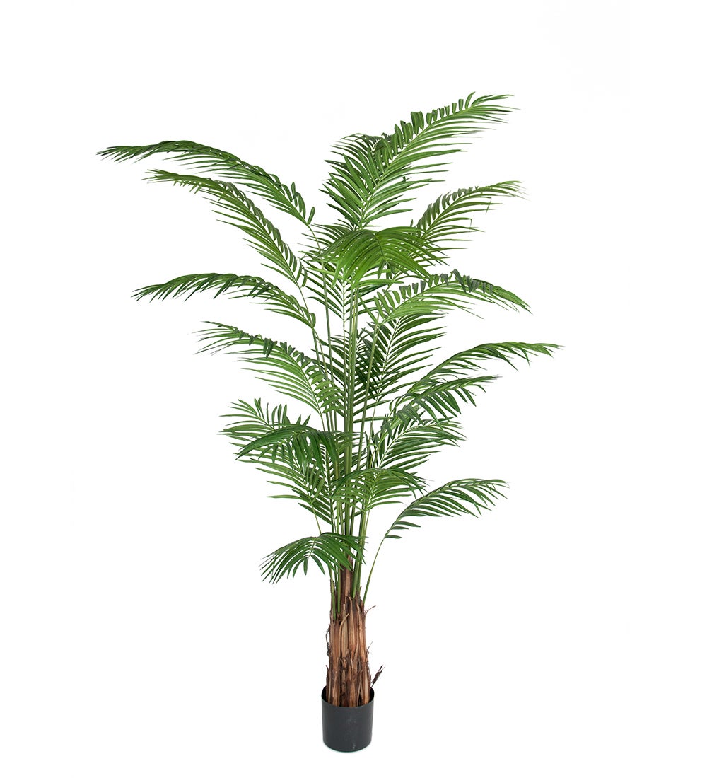Mr Plant, Arecapalmu 240 cm