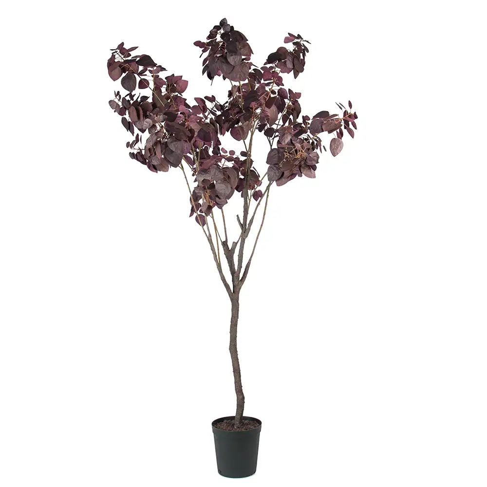 Mr Plant, Cotinus Puu 200 cm