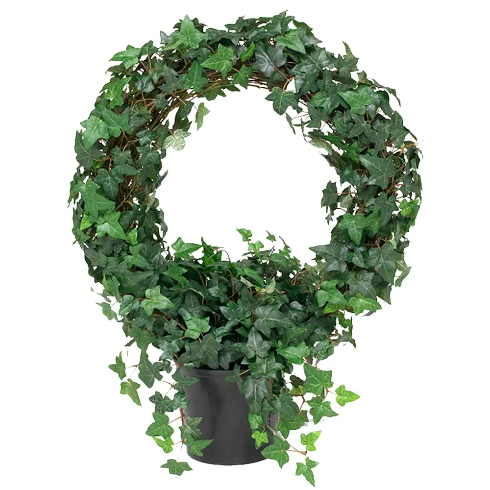 Mr Plant, Muratti 85 cm