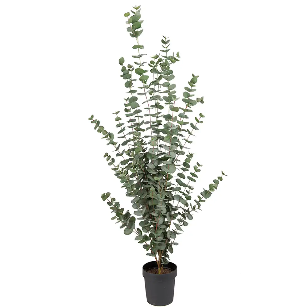 Mr Plant, Eukalyptuspuu 170 cm