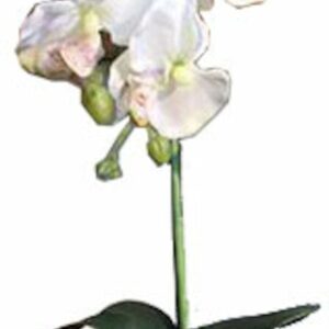 Orkidea Phalaenopsis tekokasvi lasiruukussa