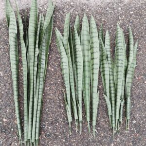 Sansevieria anopinkieli tekokasvi nippu vihreä