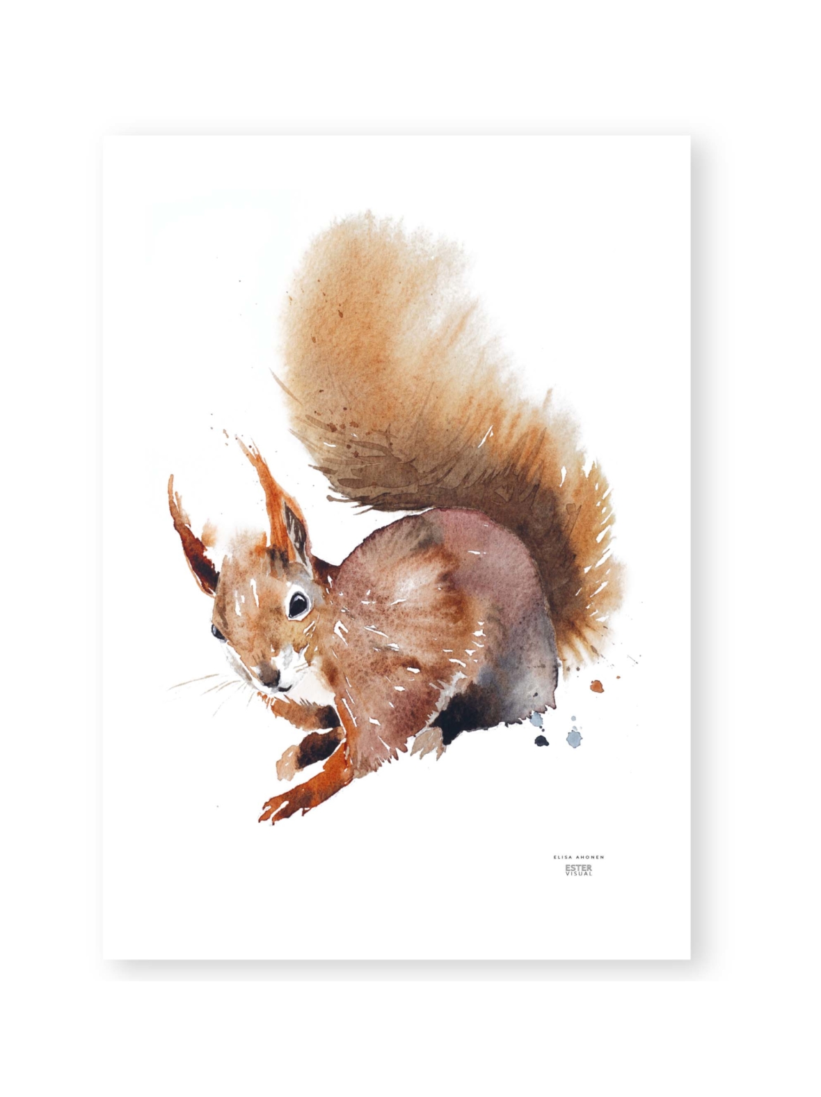 Juliste orava 50x70 cm