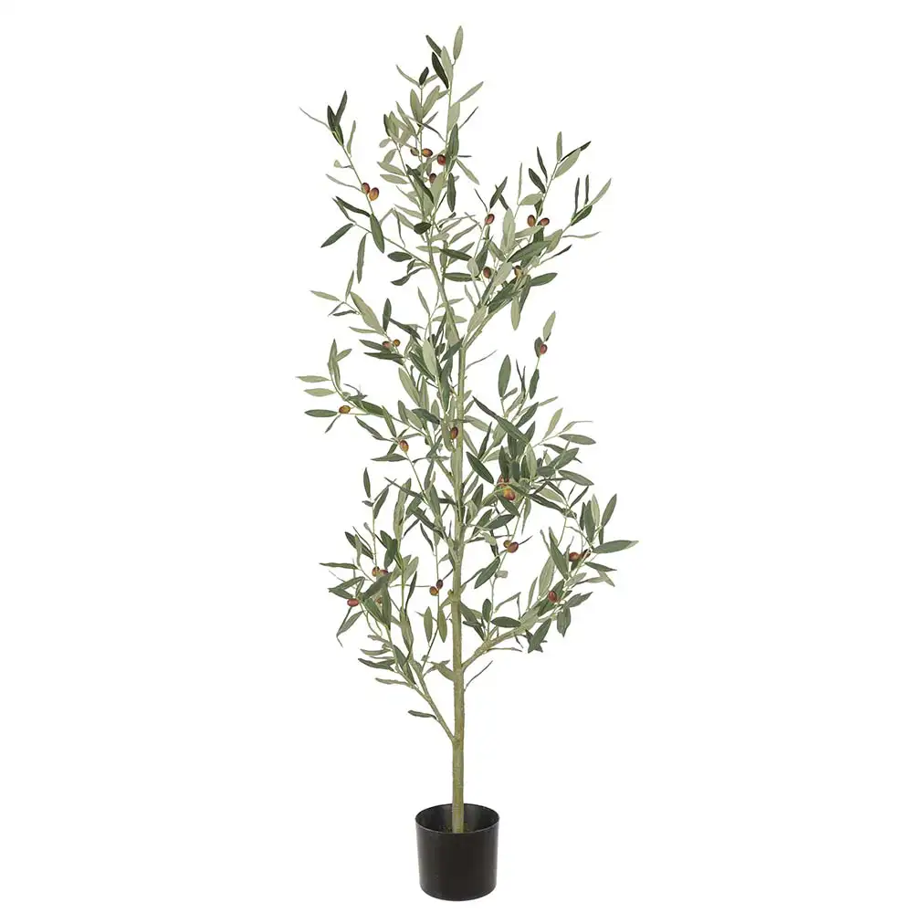 Mr Plant, Oliivipuu 140 cm