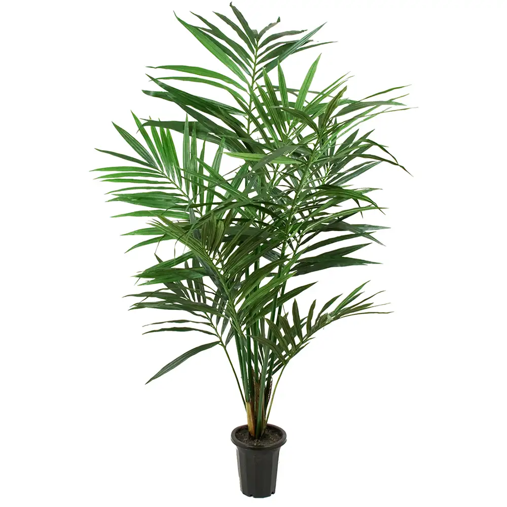 Mr Plant, Kentiapalmu 180 cm